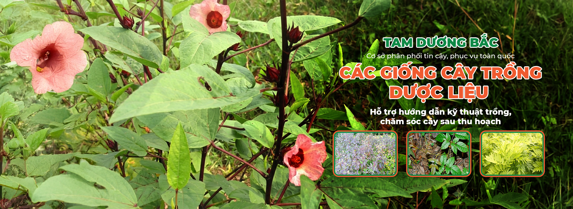 CÔNG TY TNHH TAM DƯƠNG BẮC